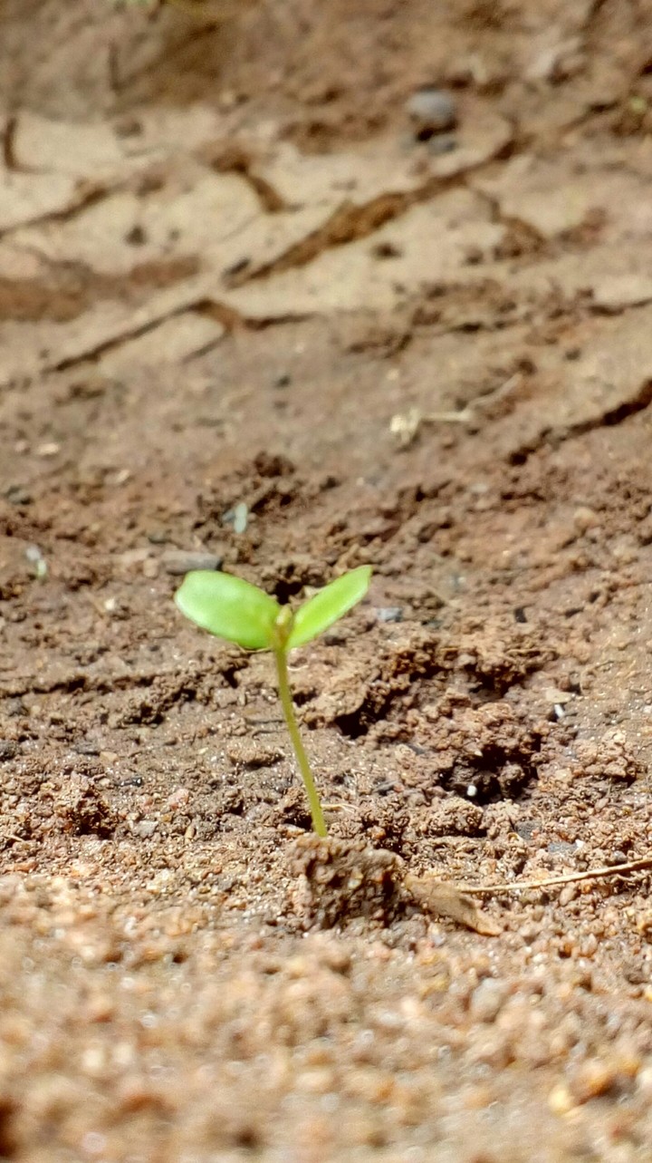 little hope