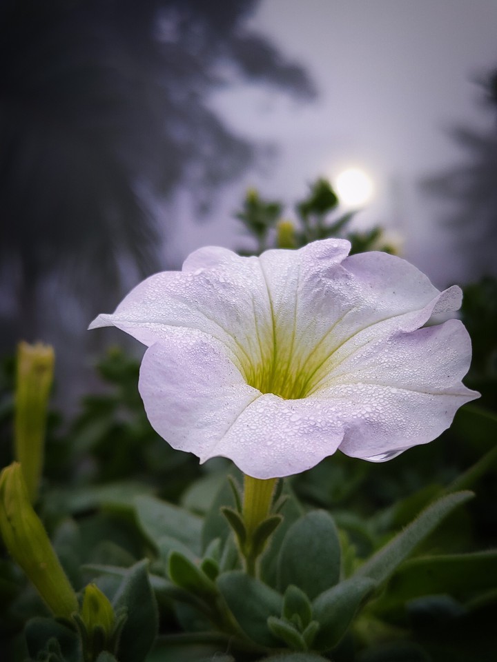 petunia flower