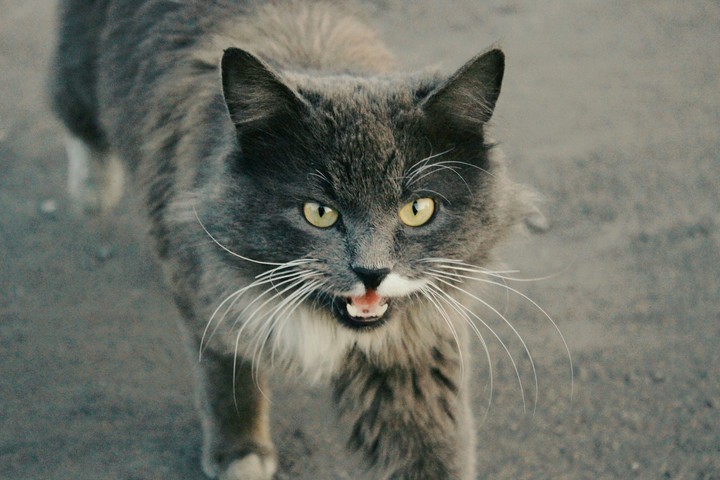 .cat.