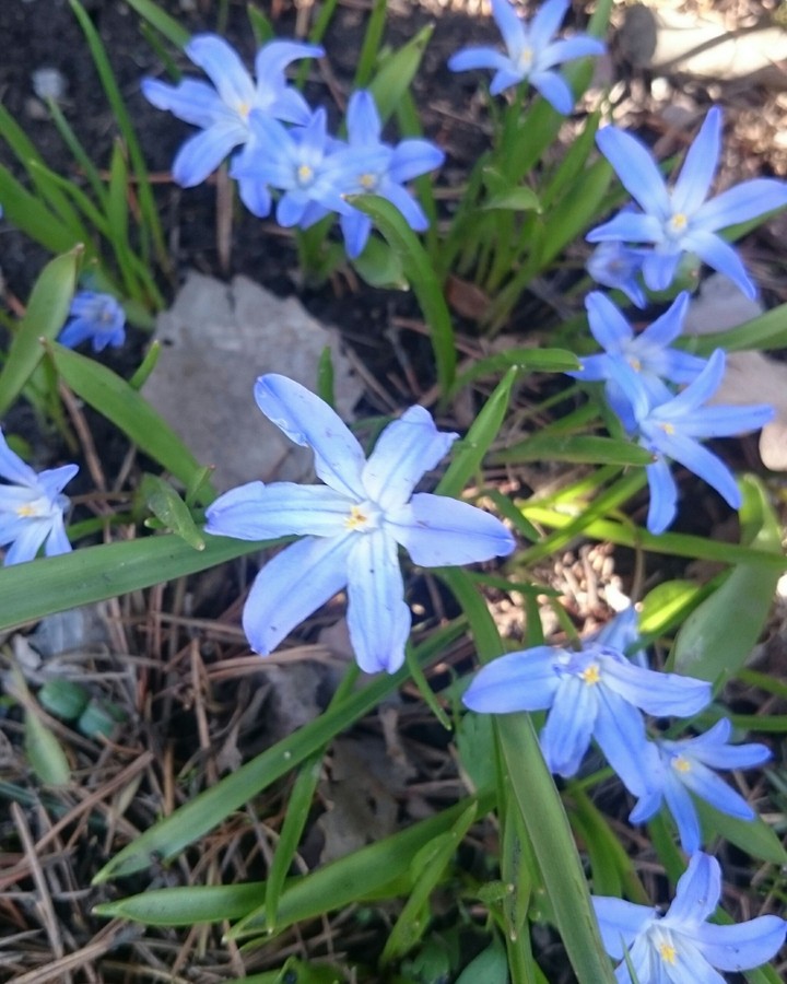 spring