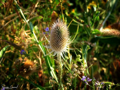 Thistle