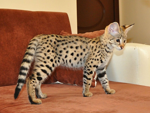 sfondi cat, Carnivore