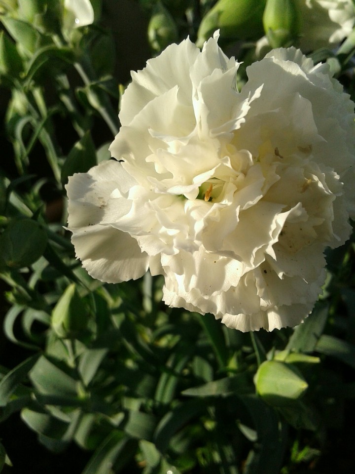 flower