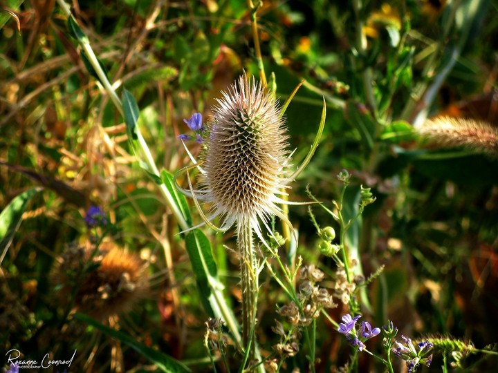 Thistle