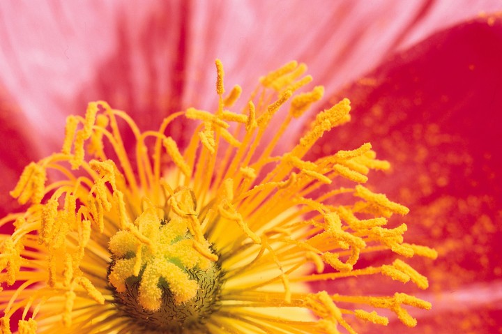 Beautiful Flowers