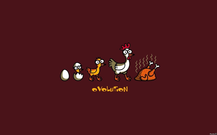 chicken lifecycle
