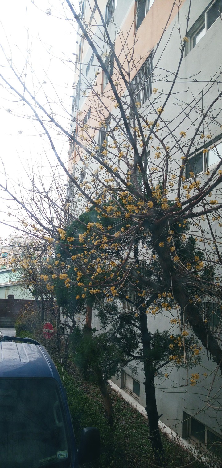 변두리에 핀 산수유 꽃
