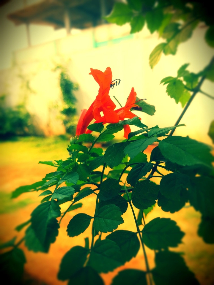 Flower
