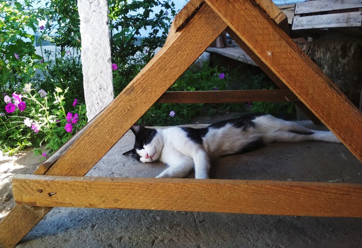 cat
