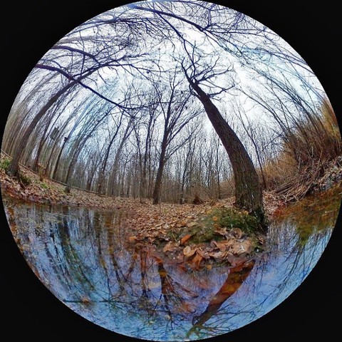 רקעים tree, Water