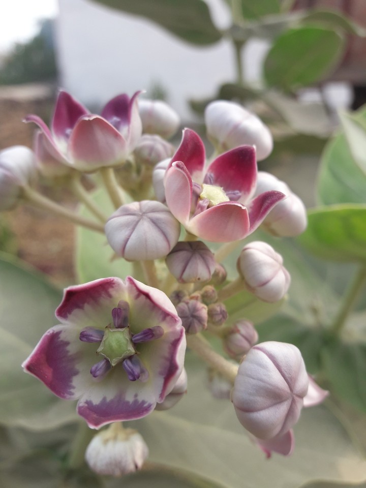 Flower