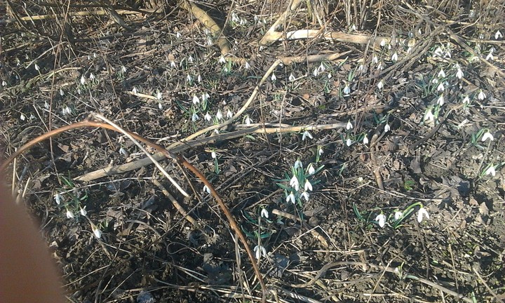 spring