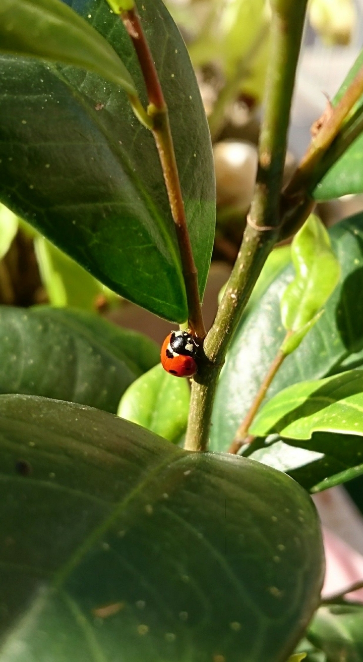 Ladybird