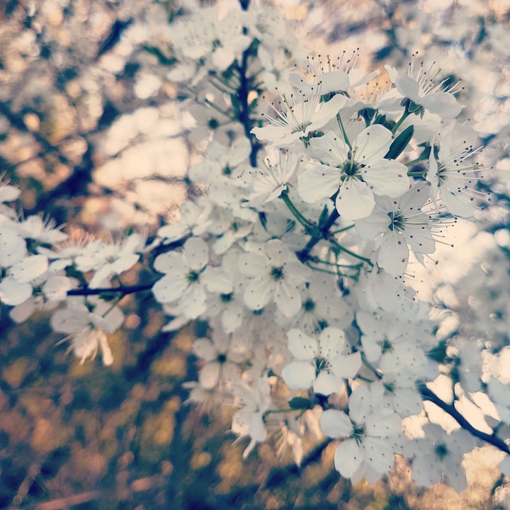 Springtime