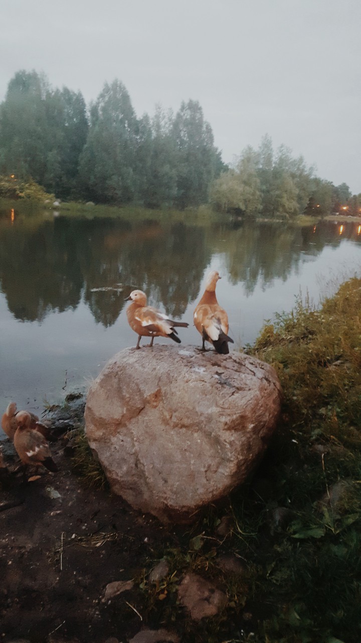 утки