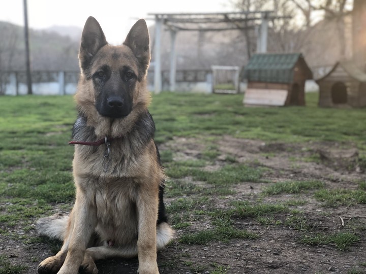German shepherd ~BARON