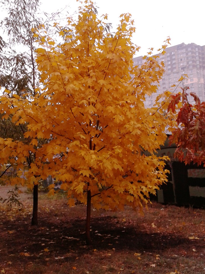 Autumn ?