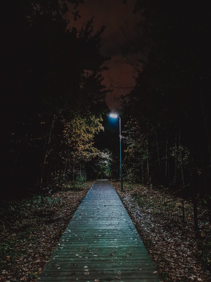 forest 2