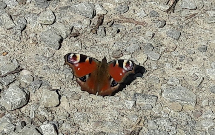 Butterfly