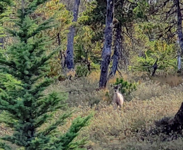 Deer in woods