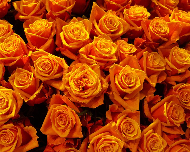 yellow rose