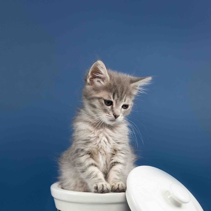 Kitten ? ❤️
