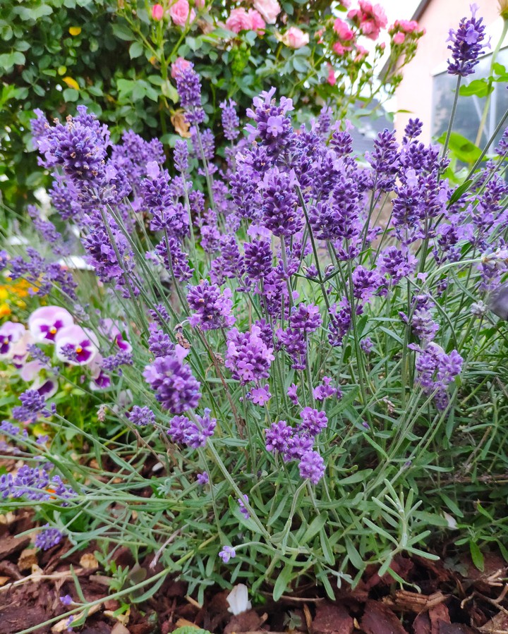 Lavendel