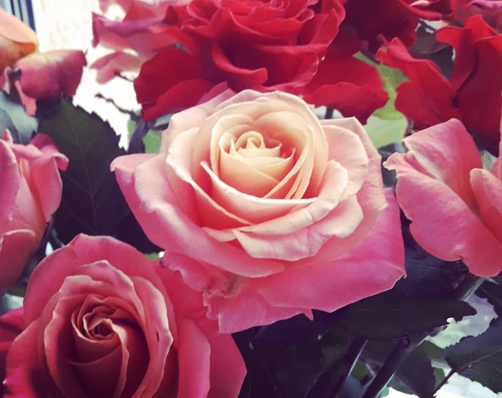 rose