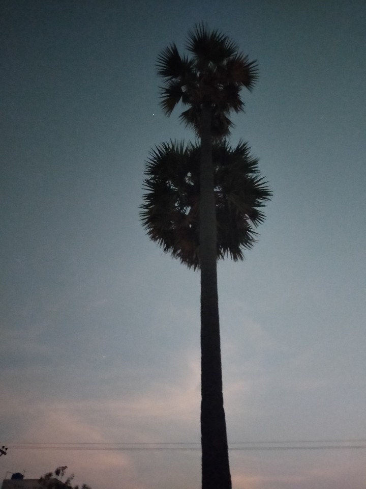 palm tree scenic