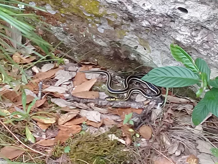 serpiente d montaña