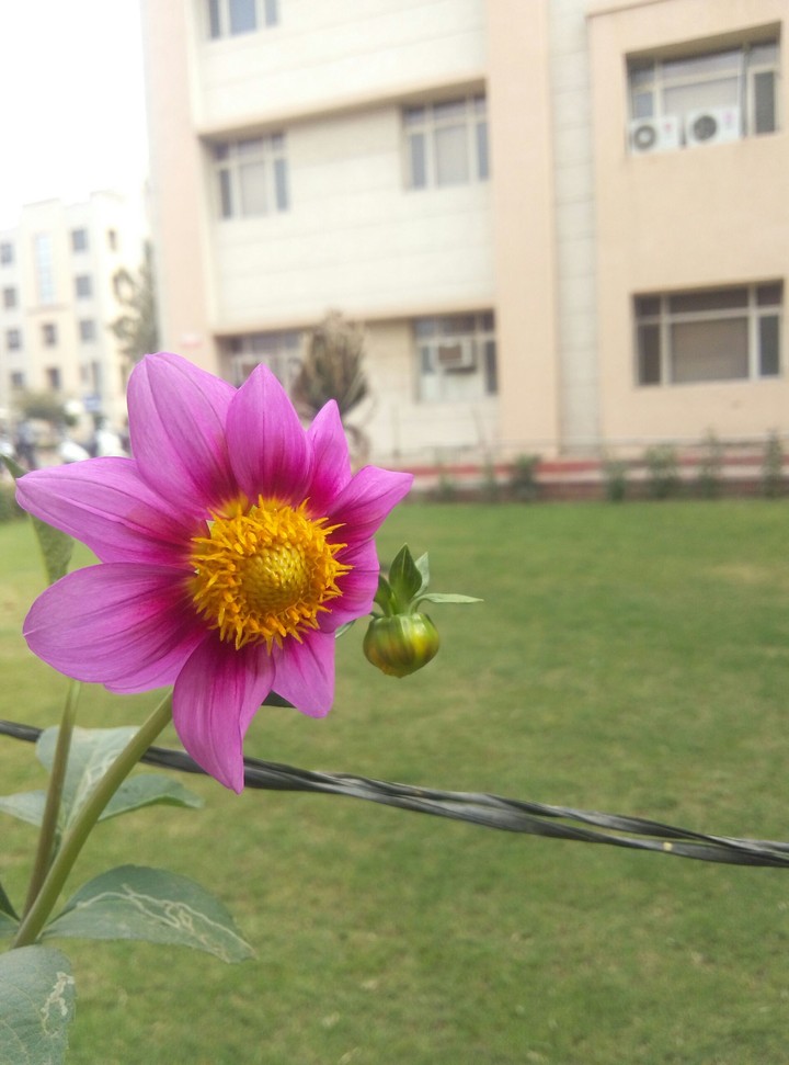 college ground