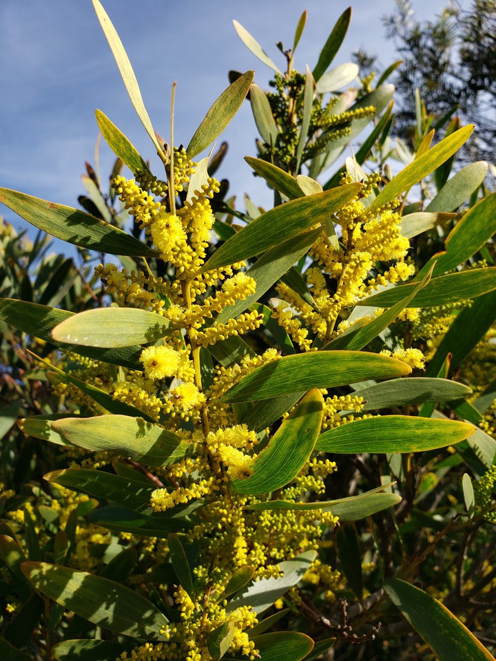 Yellow flowers