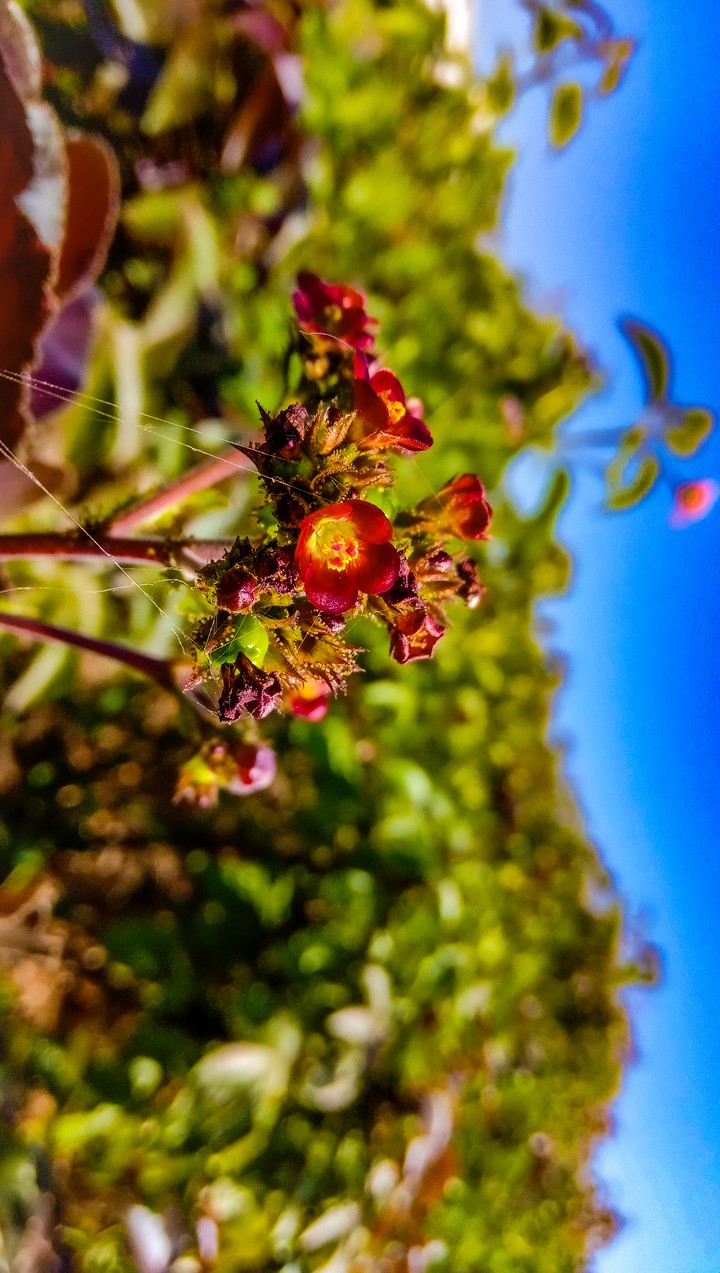 Rising Flower