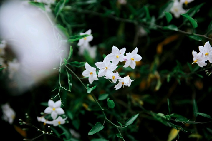 flowers