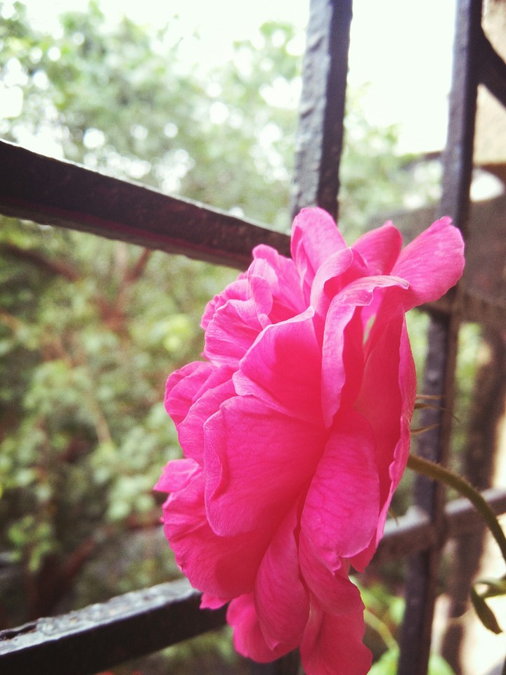 beautiful rose