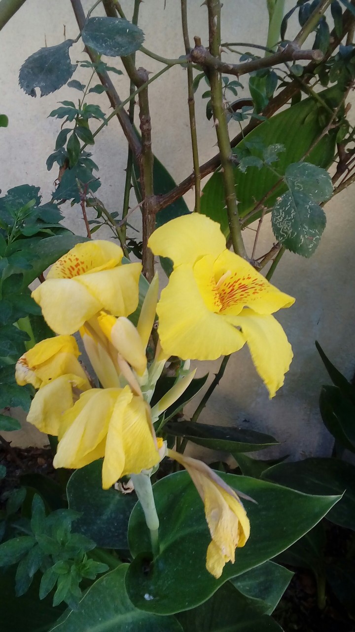Like a flower , Like a flower grow and Like a flower kind