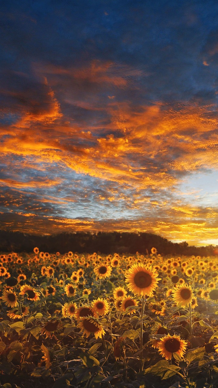 flores de la mañana