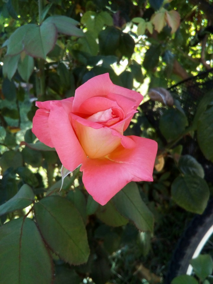 Rose 2
