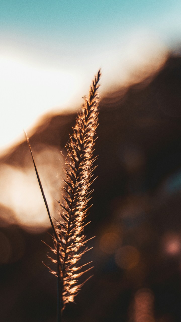 Hay grass. Golden Sunset Time