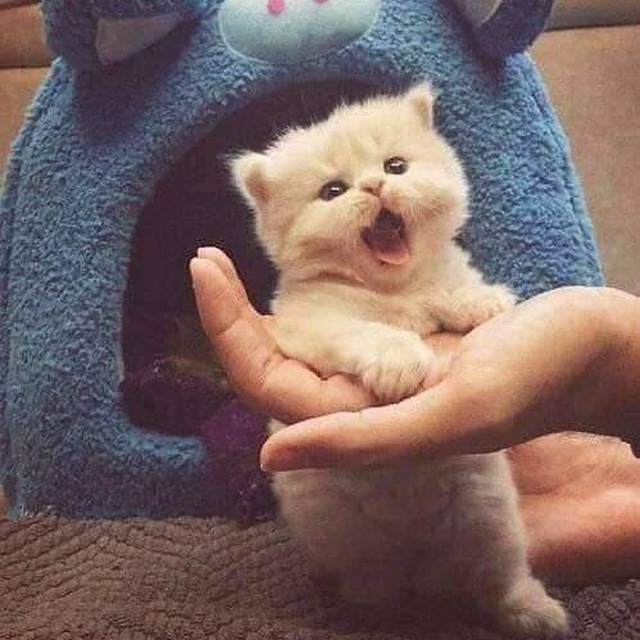 little cute cat