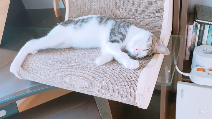 고양이