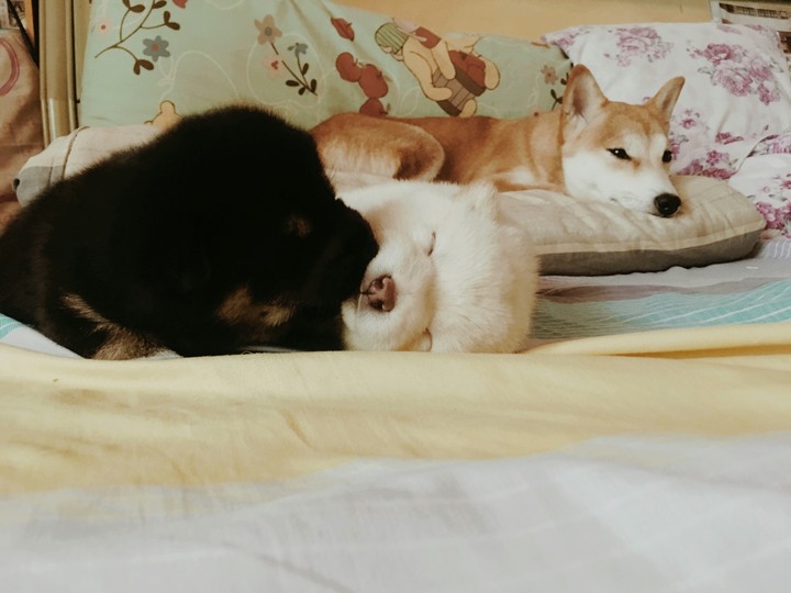 Dog