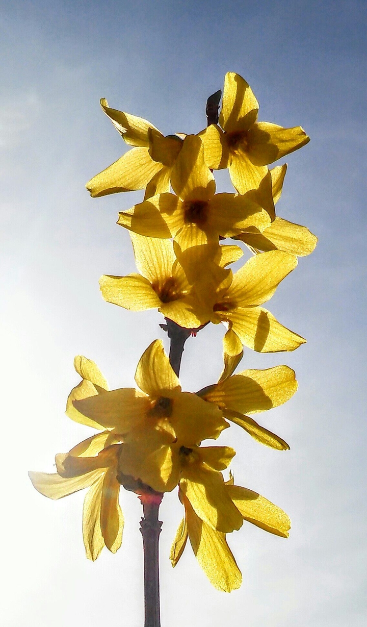 yellow...
