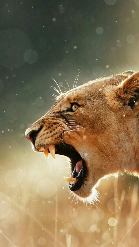 fauna, mammal Hintergrundbilder