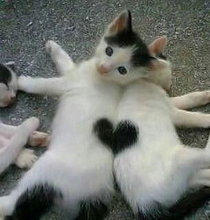 сердце