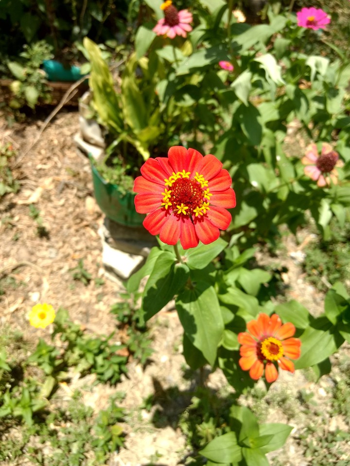 Flor roja