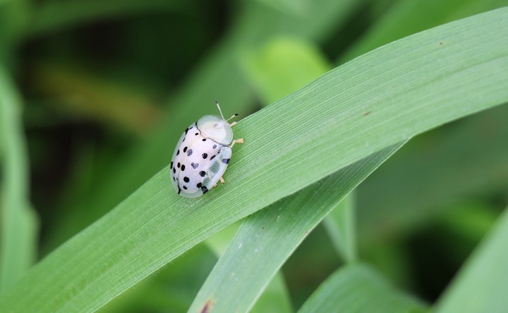 white ladybug