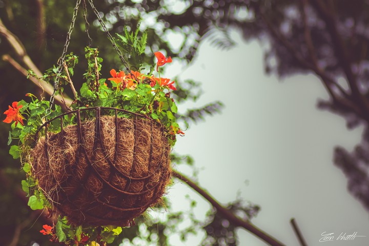 flowers basket