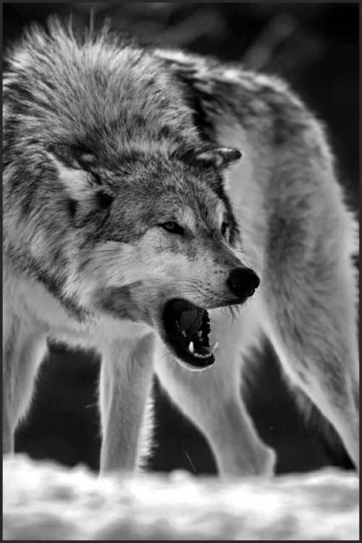 Angry wolf //