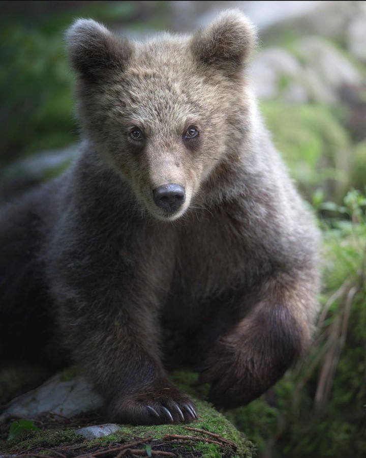 Teddy Bear